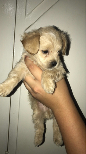 Imagen 2 de 3 de Cachorros Poddle Pequeño