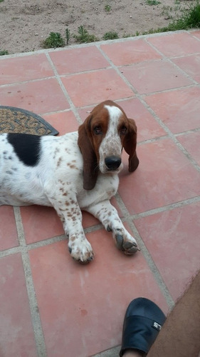 Imagen 3 de 6 de Momta De Basset Hound