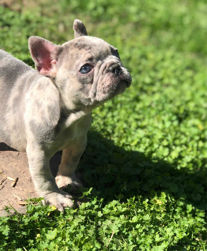 Bulldog Francés Hembrita Lilac Merle Ojos Celestes