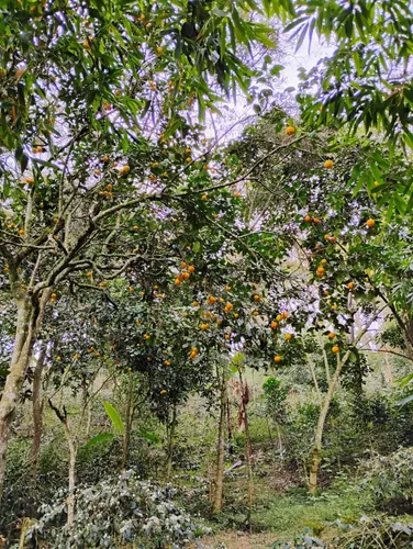 Finca La Esmeralda