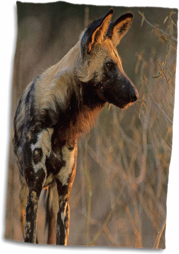 3d Rose African Wild Dog Lycaon Pictus Parque Nacional ...