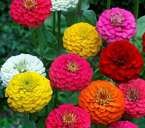 Imagen 4 de 6 de Semillas Flores Zinnias Doble Pompón X Sobre A Toda Huerta