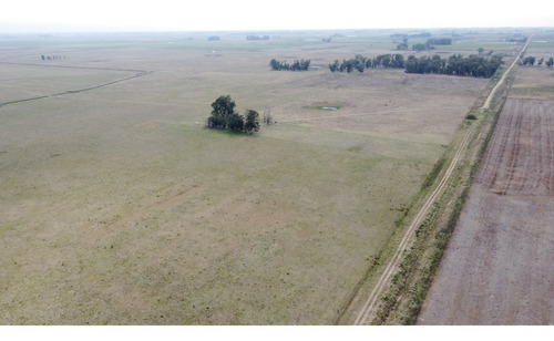Imagen 20 de 22 de Campo Ganadero En Roque Perez Muy Bien Ubicado
