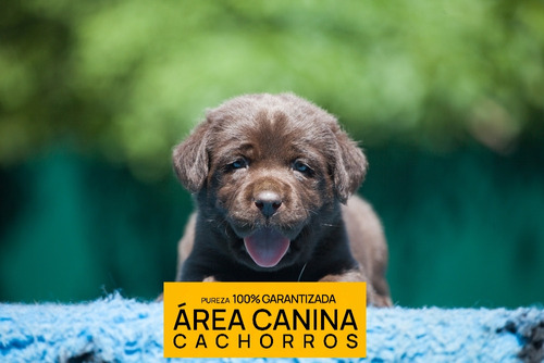 Cachorros Puros En Canning Y San Vicente, Tambien Envios
