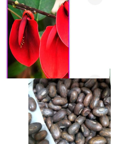 Ceibo Rojo Semillas