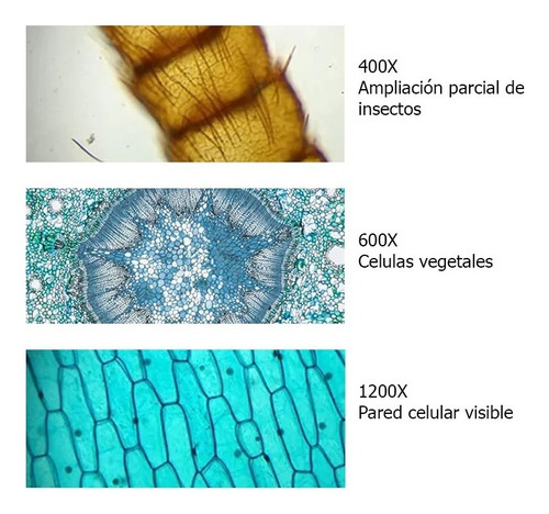 Set Microscopio + Kit De Accesorios 1200x Maletin Plastico