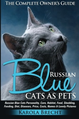 Gatos Azules Rusos Como Mascotas Cuidado De La Personalidad 