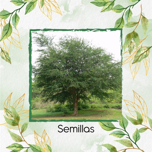 100 Semillas De Árbol Payande