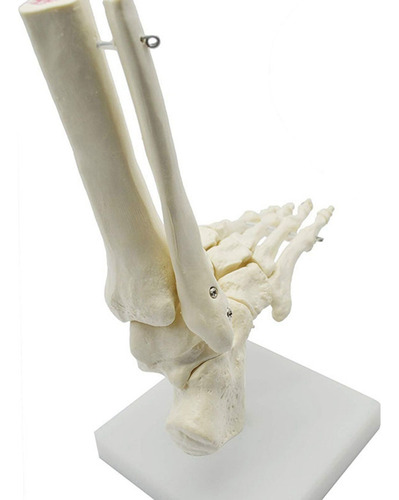 2 Modelos 1:1 De Anatomía Del Pie Con Esqueleto Humano, Pie