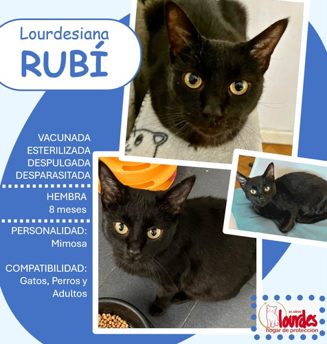 Rubi Y Agata Gatitas Mimosas Apta Niños Adopcion Gratuita