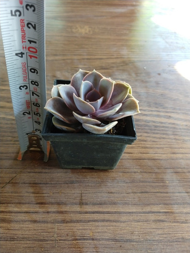 Echeveria Perle Von Nuremberg 30 Pzas Envio Dhl