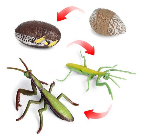 Juego De Una Mantis Religiosa - 4 Piezas