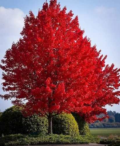 comprar 30 Semillas Arce Maple Rojo Acer Rubrum Nuevas Autenticas