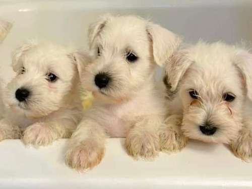 Auténticos Cachorros Schnauzer Blancos Toys, Línea Importada