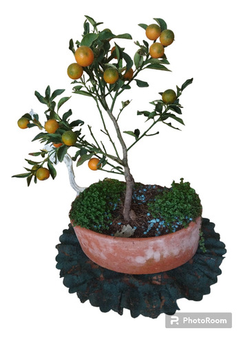 Bonsay Natural De Árbol De Naranjas Tanyello Ñ, Adulto 6 Año