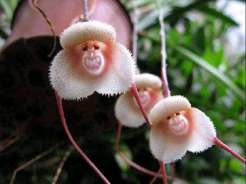 Kit 100 Sementes Raras - Orquídea Macaco Para Mudas