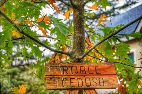 Chacra Con Bosque Natural De 23 Hás. Piscina San José Venta