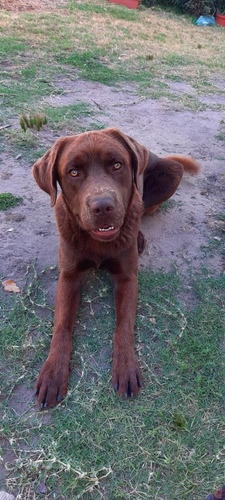 Imagen 3 de 5 de Labrador Para Monta En Maldonado