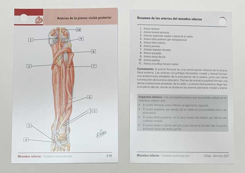 Netter, Flashcards De Anatomía. Envío Gratis!!!