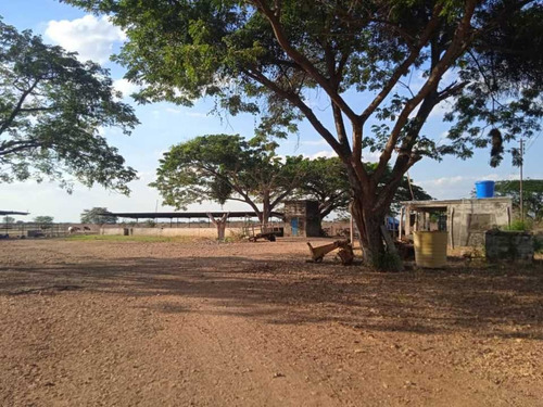 Imagen 3 de 14 de Finca 303 Hectáreas En Guárico, Vía Santa Rita.