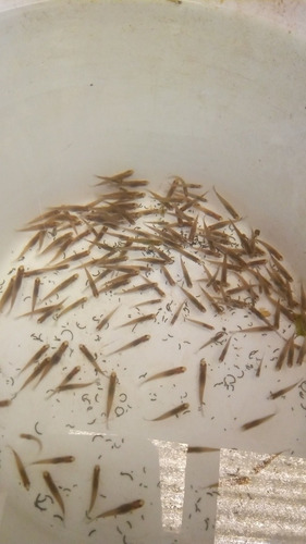 Imagen 1 de 3 de Madrecitas Mosquito Fish Estanques Lagunas Acuarios