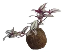 Comprar Kokedamas Decoración De Exteriores