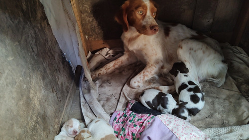 Cachorros Breton Spaniel