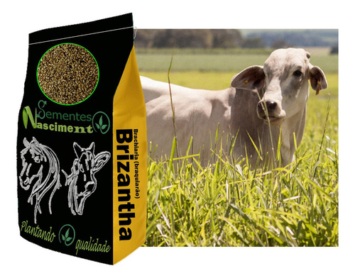 Sementes Brachiaria 20kg Braquiarão Brizantha Marandu C/