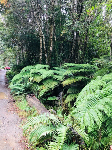 Parcela Parque Tepuhueico, Comuna De Chonchi . Chiloé