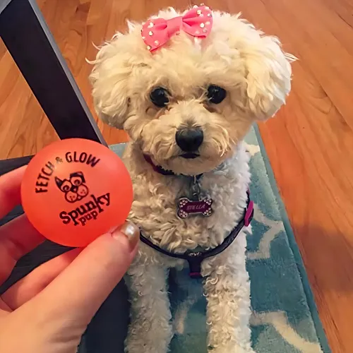 Spunky Pup Fetch Ball Small 2-pack, (variado) Color Variados