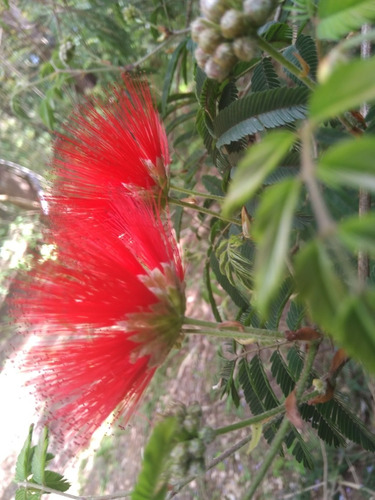 Plumerillo Rojo, Zucará