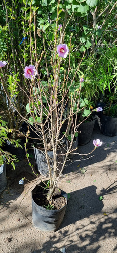 Rosa China Hibiscus Syriacus Envase -15 Litros-