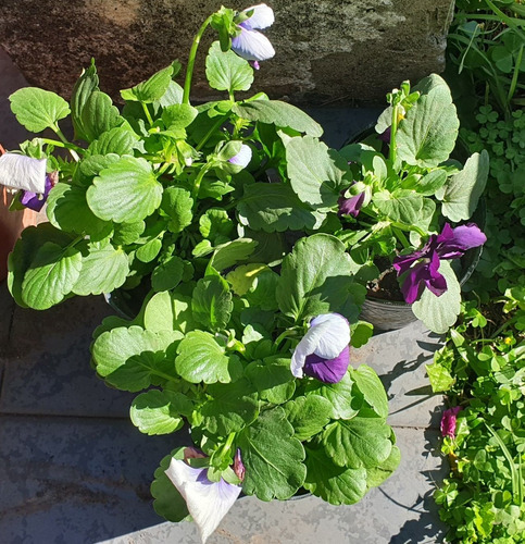 Combo De Plantines Florales! 4 Alisum Y 3 Violas