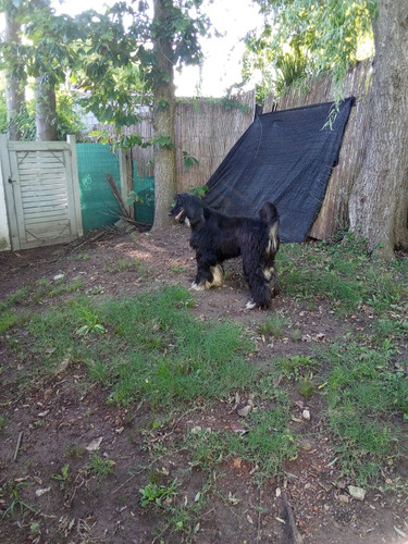 Galgo Afgano Hembra Busca Novio