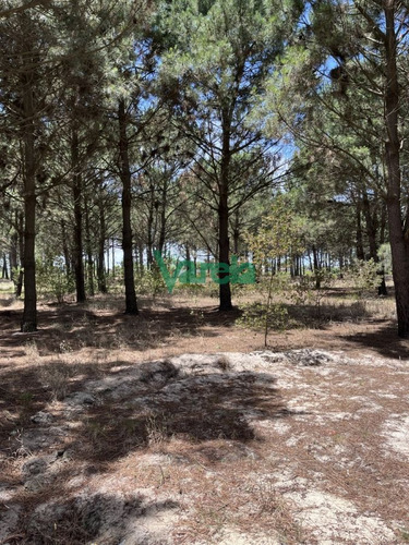 Imagen 10 de 10 de Terrenos Financiados En Nilo Park , Lomas De Solymar