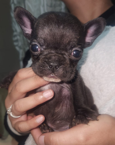 Cachorros Bulldog Francés Mini Muy Bellos