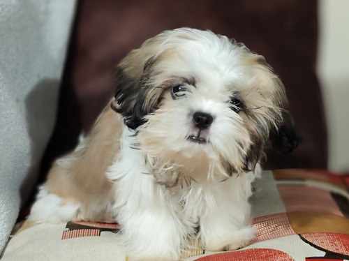 Cachorros Shorkie Tzu Mini Perritos Puppy