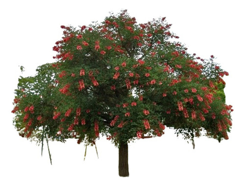 Árbol Coral Erythrina Planta Jardín Flor Roja 