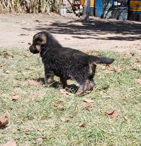 Cachorros Pastor Aleman 