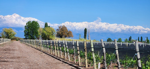 Finca Super Premium En Valle De Uco, La Consulta. Mendoza