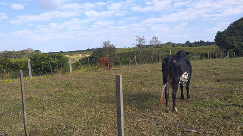 Imagem 8 de 17 de Sítio 5,6 Alqueires, 100% Tratoravel, Casa Sede, Casa De Caseiro, Poço Artesiano, 18 Cabeças De Gado, Porcos,galinhas, 2 Cavalos, Reservatorio De Agua - St00127 - 70193318
