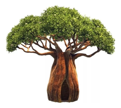 Muda De Baobá Africano - Adansonia Digitata