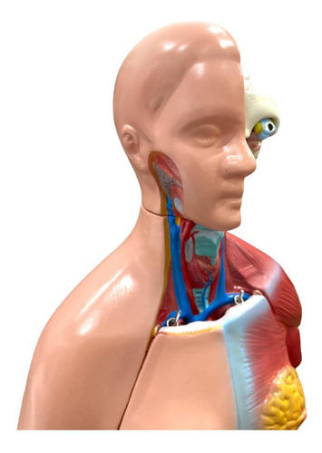 Modelo Anatomico Torso De 45cm Bissexual/assexuado 25 Partes