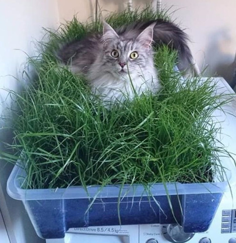 700 Sementes Para Pet Grass Grama Gatos Cães Coelhos 