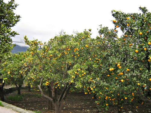 Laranja Folhas