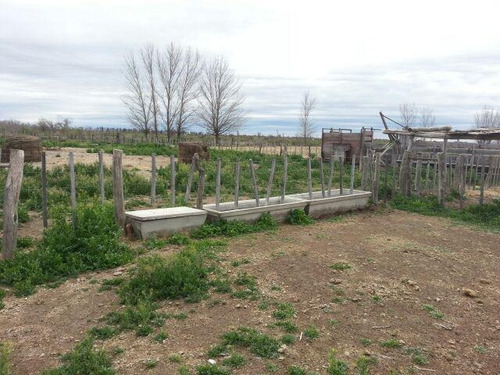Imagen 13 de 30 de Finca De 62 Ha - General Alvear- Mendoza