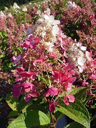 Ganadores Probados Hydrangea Pan Pinky Winky Panicle Hortens