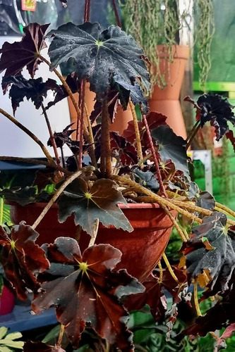 Begonia Negra  | Cuotas sin interés