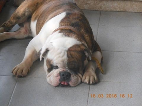 Imagen 4 de 4 de Perro Bulldog Ingles Para Monta $6500