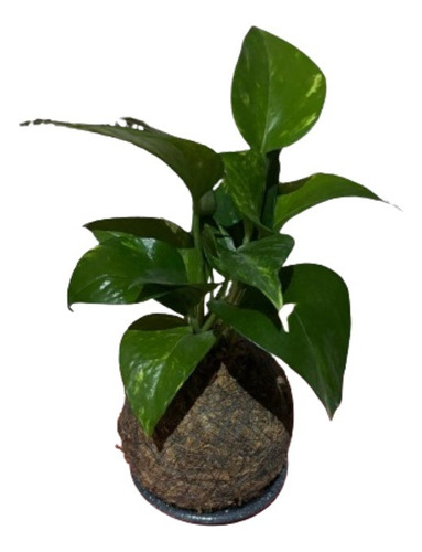 Planta En Kokedama Fibra De Coco (epipremnum Aureum-potus)